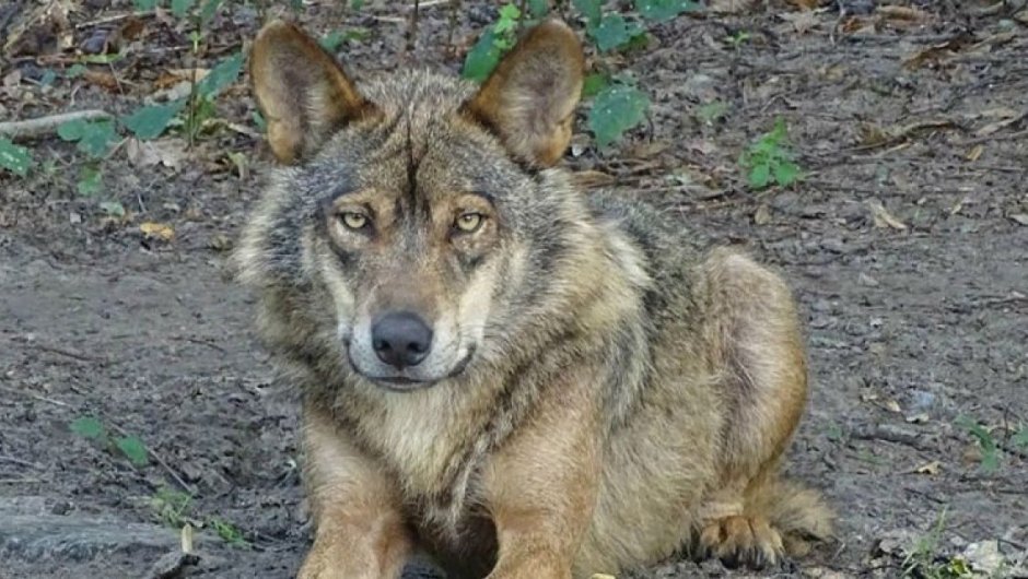 se trataba de un ejemplar de Canis lupus signatus (Lobo ibérico), confirmaron desde el Seprona.