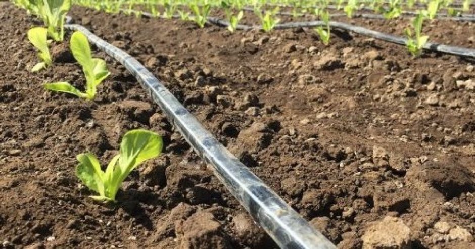  Los agricultores exigen una solución de fondo que les permita contar con mayor cantidad de agua para sus siembras. (Foto: Contexto)